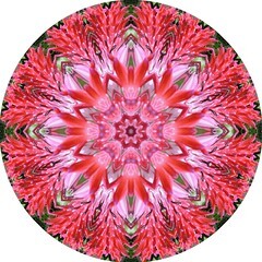 The Uniqueness of our Vibratory Rates Bromiliade Flower