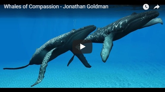 Whales of Compassion Video Screen