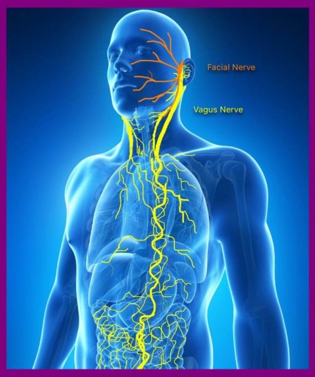 Vagus Nerve